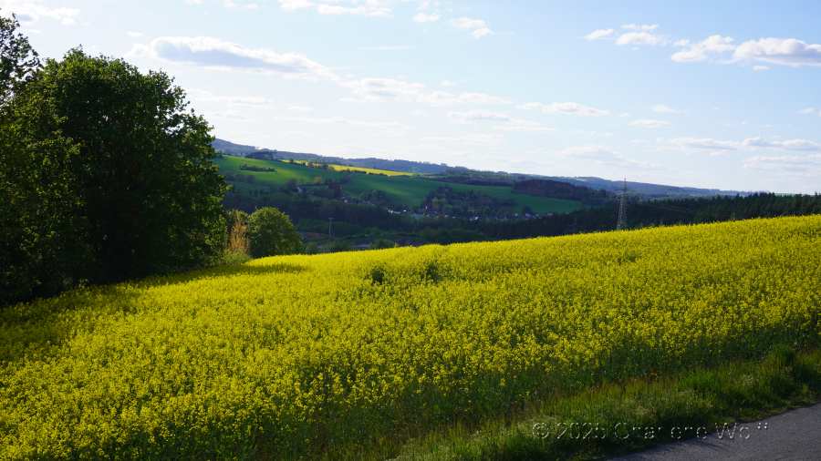 Rapsfeld bei Blankenberg in voller Pracht